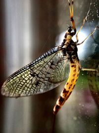 Close-up of insect