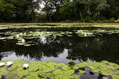 Water lily in lake