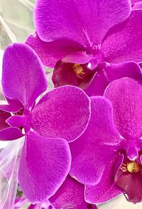 Close-up of pink orchid flowers