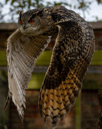 Close-up of eagle