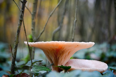 Close-up of mushroom growing on plant