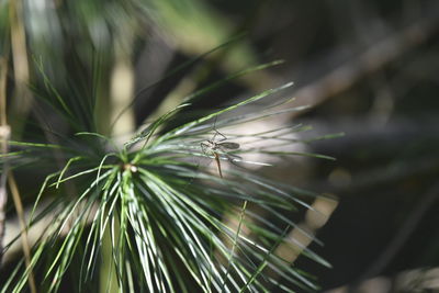 Close-up of insect on pine tree