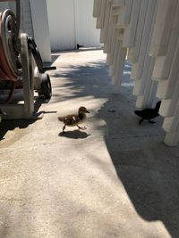 View of a bird on a cat