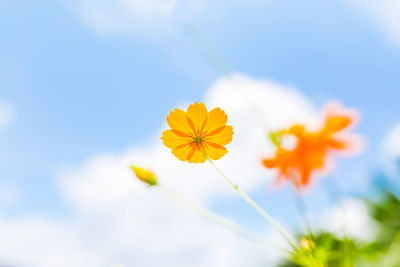 Low angle view of flowering plant against sky