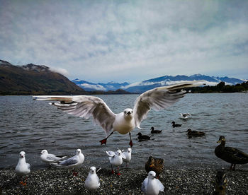 Seagulls on lake against sky