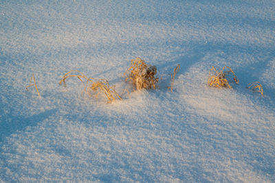 Close-up of snow covered landscape