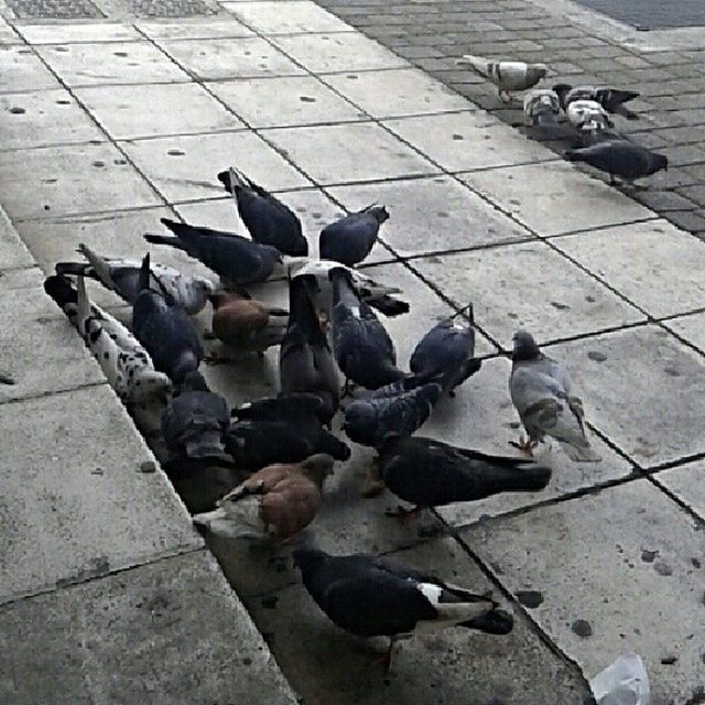 bird, animal themes, animals in the wild, pigeon, duck, wildlife, high angle view, street, flock of birds, medium group of animals, day, mallard duck, outdoors, perching, sunlight, sidewalk, togetherness, two animals, water