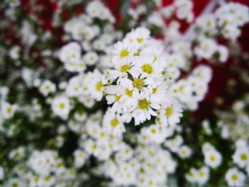 Close-up of white cherry blossoms in spring