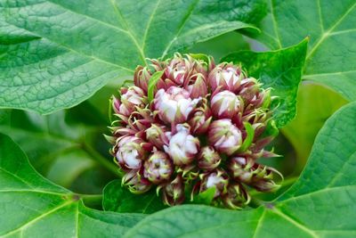 Close-up of flower plant