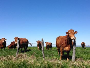 Cows standing by fence on grassy field against blue sky