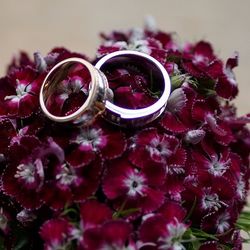 Close-up of pink flowers