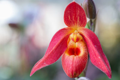 Close-up of red flowering plant