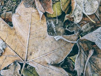 High angle view of frozen leaves