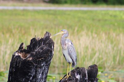 Close-up of pelican perching on wooden post