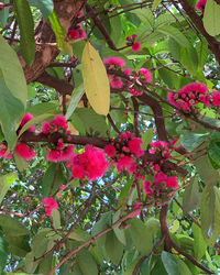 Low angle view of pink flowering plants on tree
