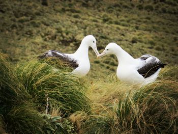 Close-up of ducks on grass