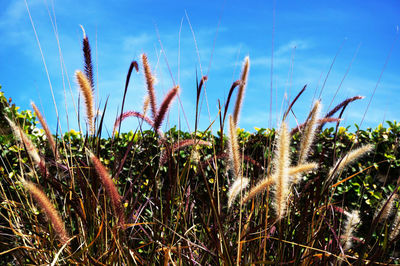 Low angle view of plants growing on field