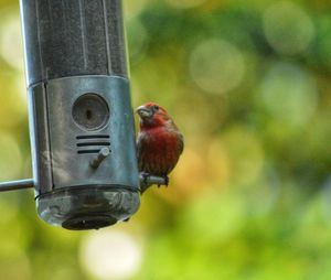 Close-up of bird perching on feeder