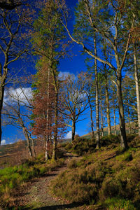 Trees in forest against blue sky