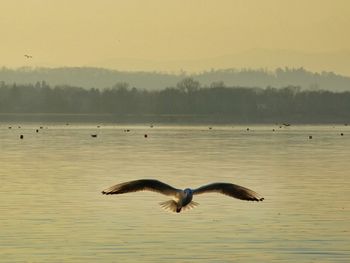 Birds flying over lake against sky during sunset