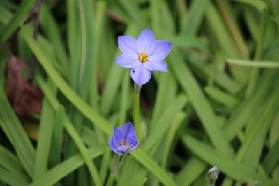 Close-up of purple flowers blooming