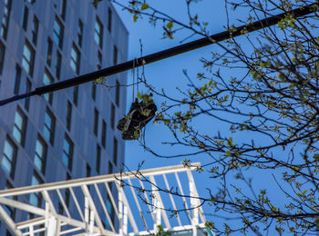 Low angle view of bird on branch against blue sky