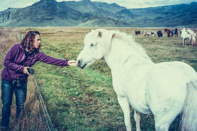 View of horse on field