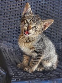 Close-up of a cat sitting on chair