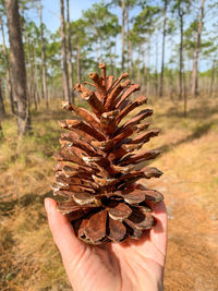 Cropped hand holding pine cone