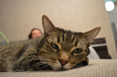 Close-up portrait of a cat