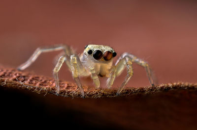 Close-up of spider