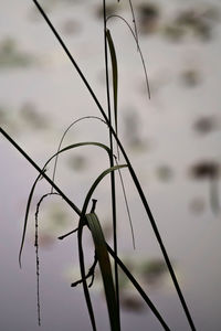 Close-up of plant against blurred background