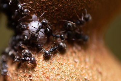 Close-up of ants