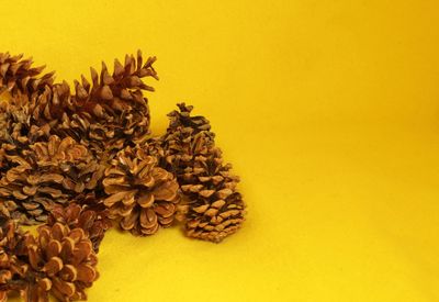 Close-up of yellow flowers against wall