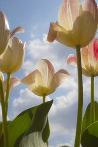 Close-up of yellow tulips against sky