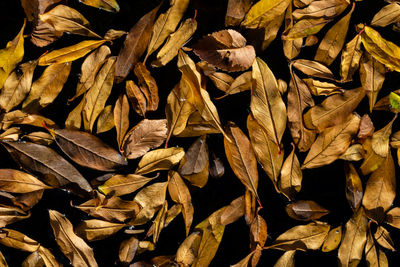 Full frame shot of dried leaves