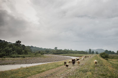Sheep walking on field against sky
