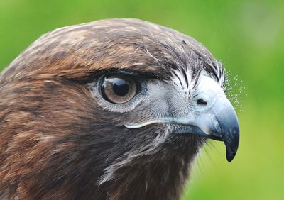 Close-up of a hawk against blurred background