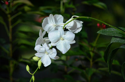 Close-up of white flowers