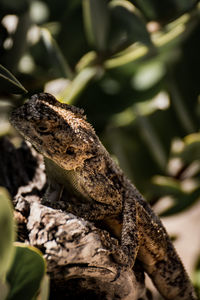 Close-up of lizard