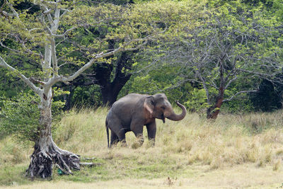 Elephant walking in a forest