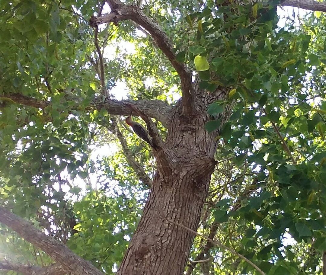 LOW ANGLE VIEW OF TREE TRUNK IN FOREST