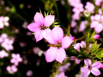 Close-up of pink flowers blooming outdoors