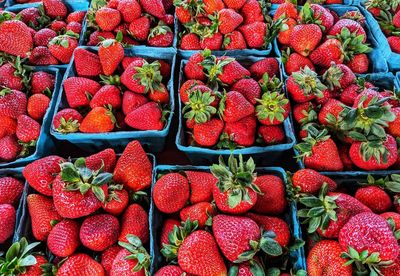 Farm fresh summer strawberries