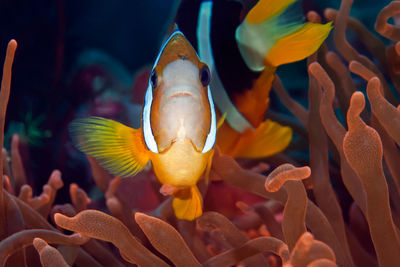 Close-up of fish swimming in sea