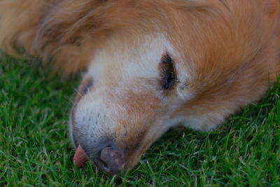 Close-up of a dog resting on field