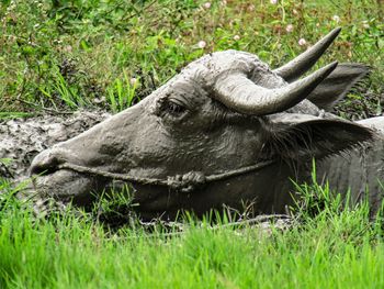 View of an animal on land