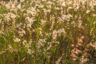 Close-up of white flowering plants on field