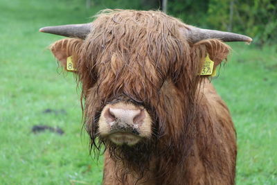 Close-up of cow with tag on grass