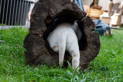 Back of a yellow lab puppy, walking in a wooden tube